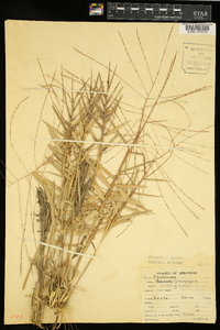 Gymnopogon ambiguus image