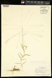 Gymnopogon brevifolius image