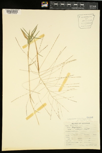 Gymnopogon brevifolius image