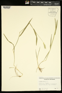 Hordeum pusillum image