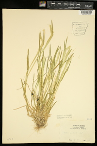 Hordeum pusillum image