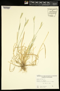 Hordeum pusillum image