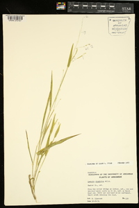 Leersia virginica image