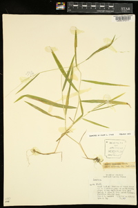 Leersia virginica image