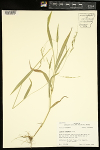 Leersia virginica image