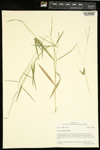 Leersia virginica image