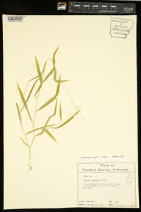 Leersia virginica image