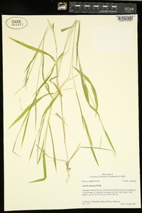 Leersia virginica image