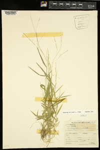 Leersia virginica image