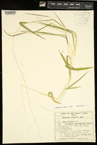 Leersia virginica image