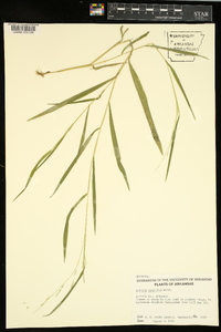 Leersia virginica image