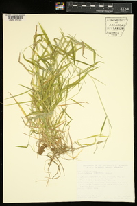 Leersia virginica image