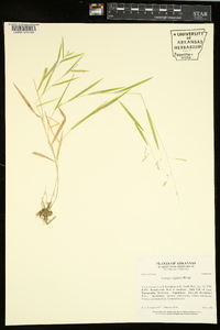 Leersia virginica image