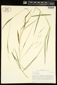 Leersia virginica image