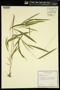 Leersia virginica image