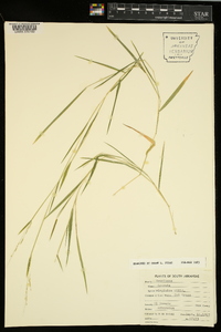 Leersia virginica image