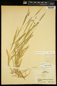 Leersia virginica image