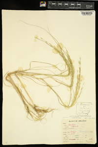 Diplachne fusca subsp. fascicularis image