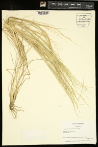 Diplachne fusca subsp. fascicularis image