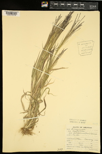 Leptochloa panicea subsp. brachiata image