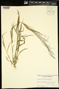 Leptochloa panicea image