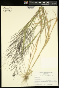 Leptochloa panicea image