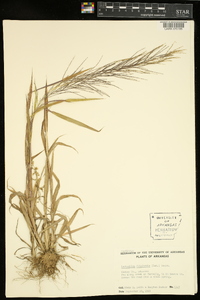 Leptochloa panicea subsp. brachiata image