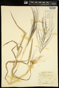 Leptochloa panicea subsp. brachiata image