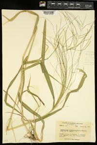 Leptochloa panicea image