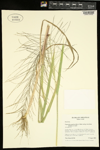 Leptochloa panicea image