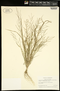 Leptochloa panicea image