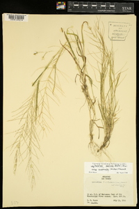 Leptochloa panicea image