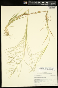 Leptochloa panicea image