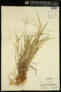 Digitaria cognata image