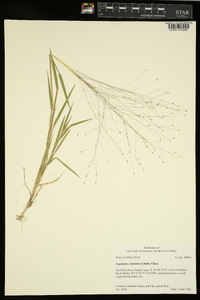 Digitaria cognata image