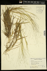 Digitaria cognata image