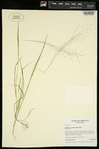 Digitaria cognata image