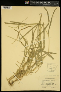 Lolium perenne subsp. multiflorum image