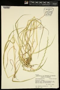 Lolium perenne subsp. multiflorum image