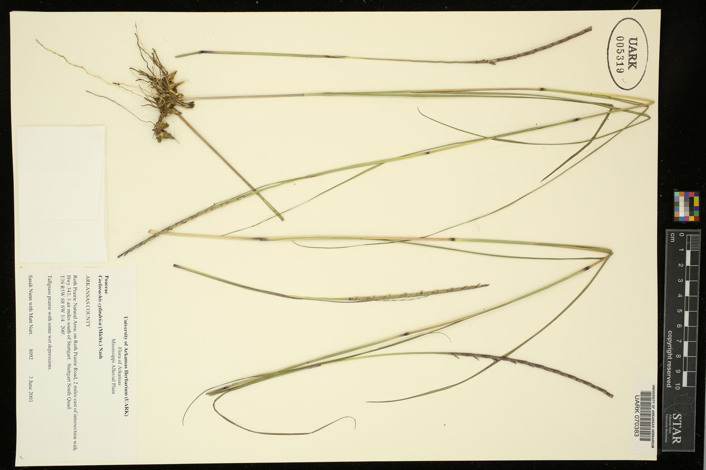 Coelorachis cylindrica image