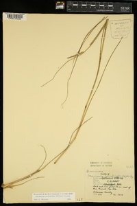 Manisuris cylindrica image