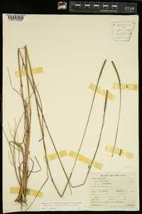 Manisuris cylindrica image