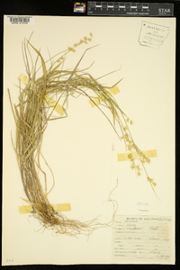 Melica mutica image