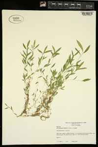 Microstegium vimineum image