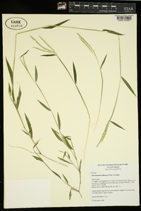 Microstegium vimineum image