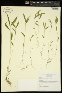 Microstegium vimineum image