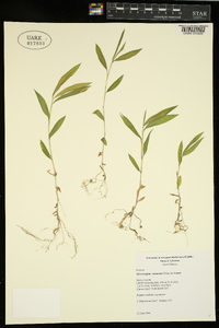 Microstegium vimineum image