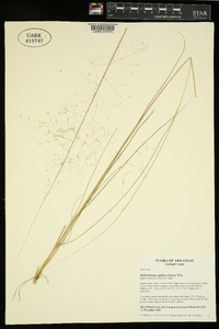 Muhlenbergia capillaris image