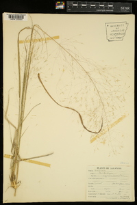 Muhlenbergia capillaris image