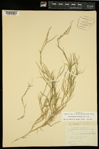 Muhlenbergia frondosa image